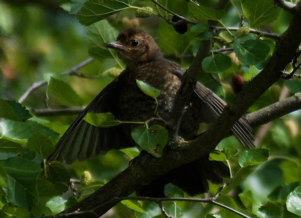 drozd čierny Turdus merula