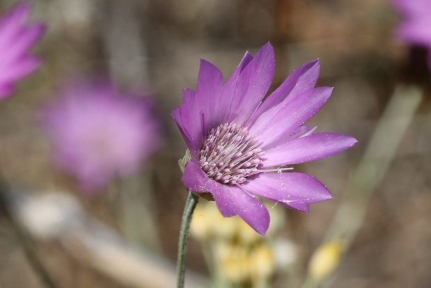 suchokvet ročný Xeranthemum annuum L.