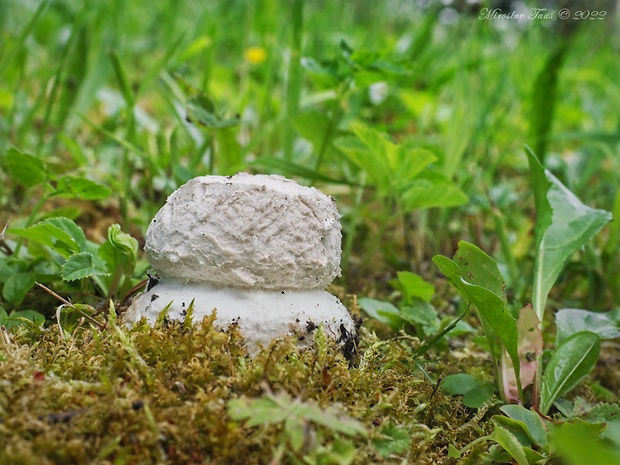 muchotrávka šiškovitá Amanita strobiliformis Gonn. & Rabenh.