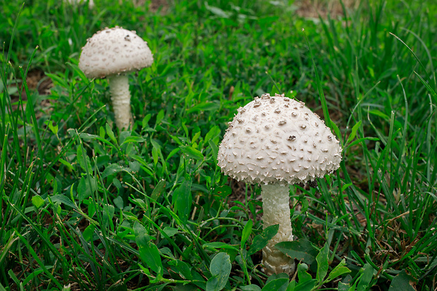 muchotrávka Vittadiniho Amanita vittadinii (Moretti) Vittad.