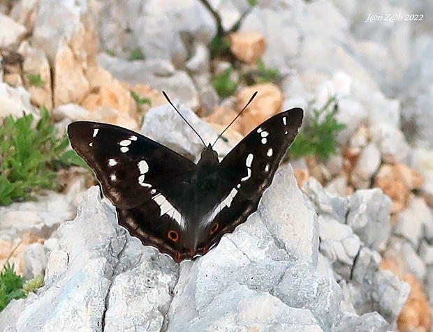 dúhovec väčší  Apatura iris  Linnaeus, 1758