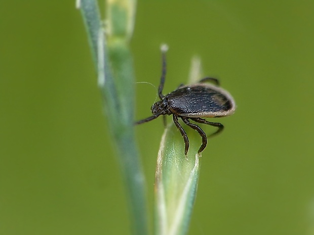 kliešť obyčajný Ixodes ricinus