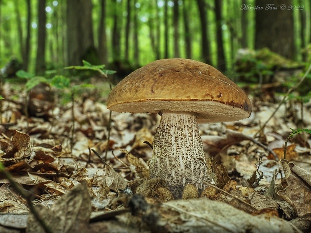 kozák hrabový Leccinum pseudoscabrum (Kallenb.) Šutara