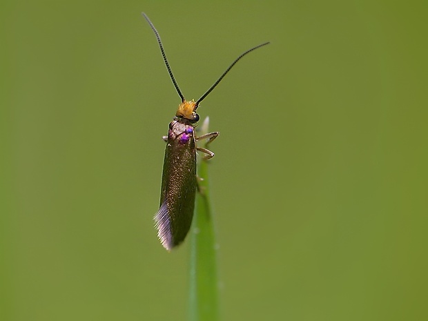 potočníkovec záružľový Micropterix calthella