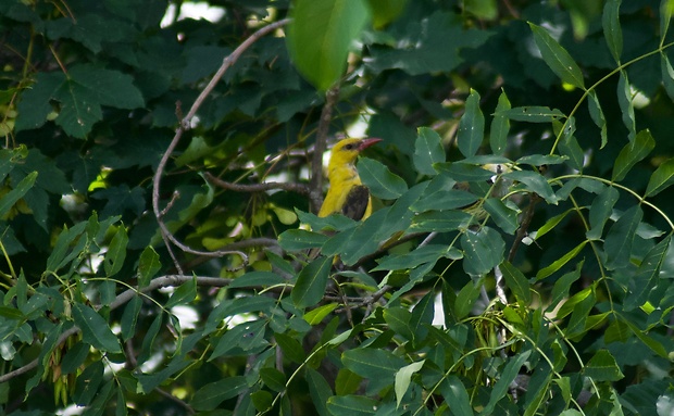 vlha hájová Oriolus oriolus