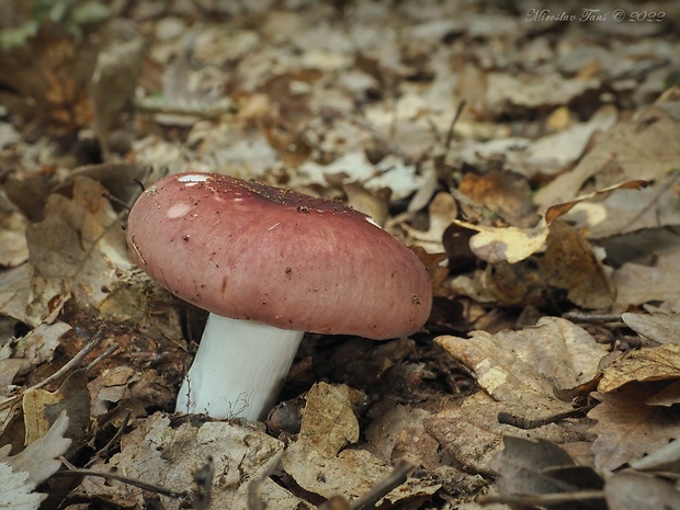 plávka mandľová Russula vesca Fr.