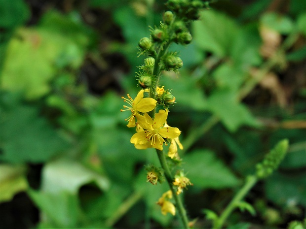 repík lekársky Agrimonia eupatoria L.