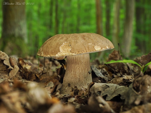 hríb dubový Boletus reticulatus Schaeff.