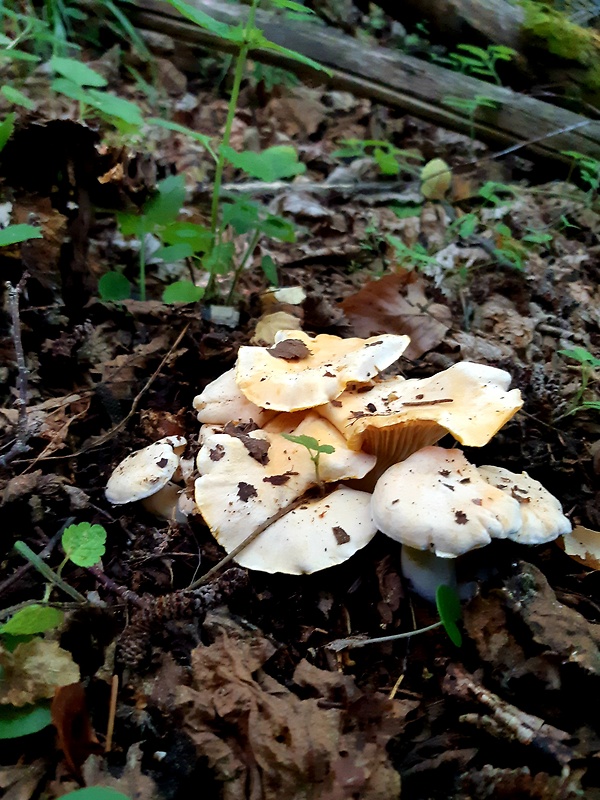 kuriatko bledé Cantharellus pallens Pilát