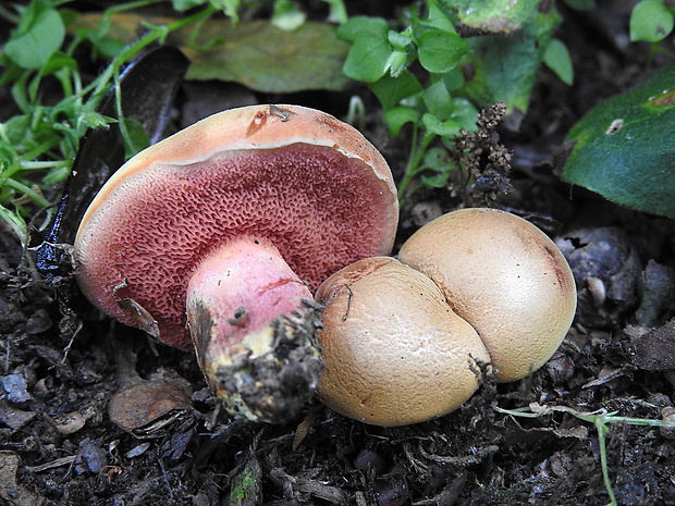 rubínovec obyčajný Chalciporus rubinus (W.G. Sm.) Singer