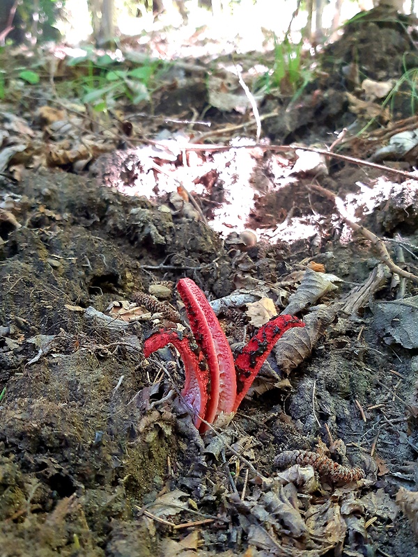 mrežovka kvetovitá Clathrus archeri (Berk.) Dring