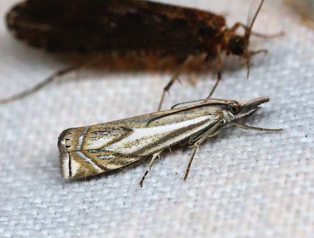 trávovec lúčny Crambus lathoniellus