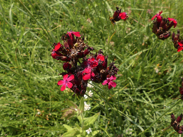 klinček Dianthus sanguineus