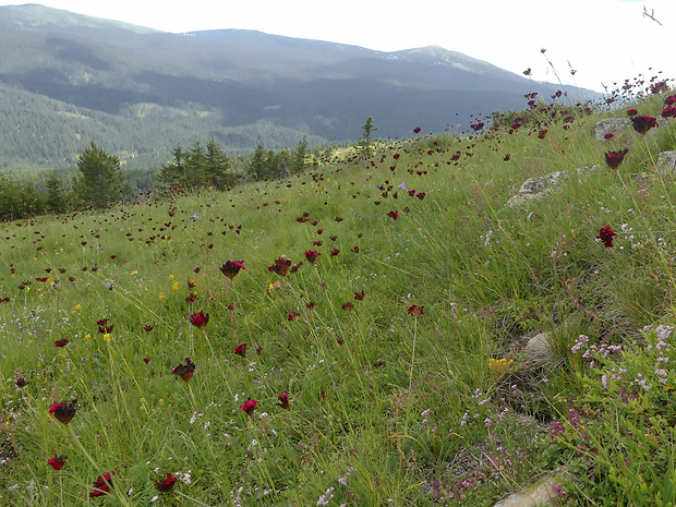 klinček -  biotop Dianthus sanguineus