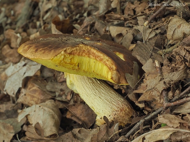 hríb jamkatý Hemileccinum depilatum (Redeuilh) Šutara