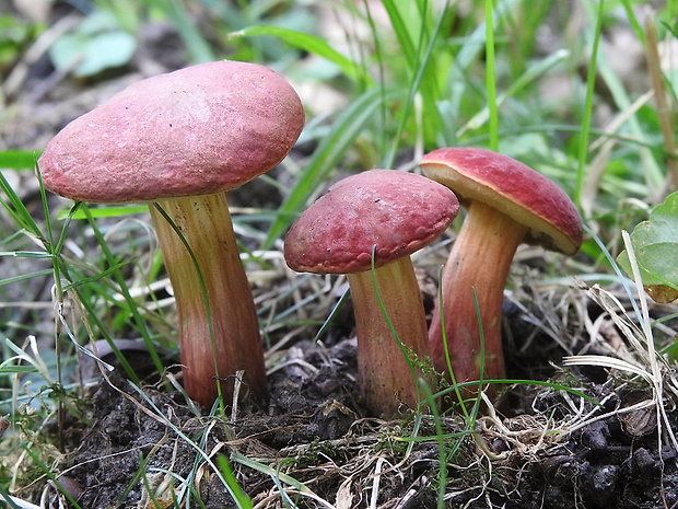 suchohríb karmínový Hortiboletus rubellus (Krombh.) Simonini, Vizzini & Gelardi