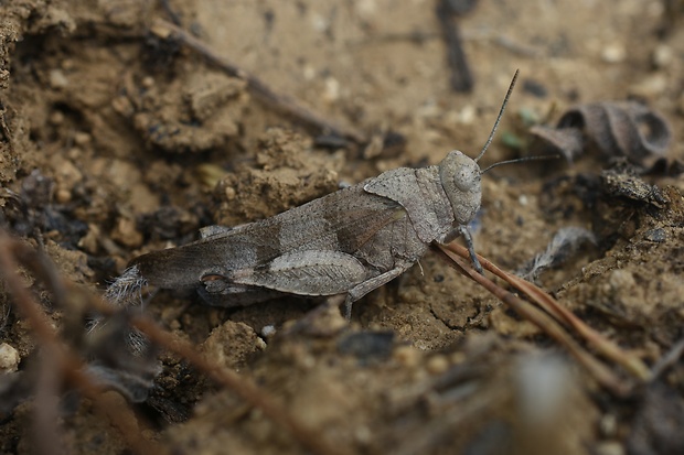 koník modrokrídly Oedipoda caerulescens