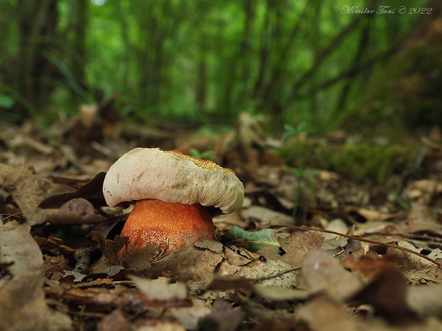 hríb Le Galovej Rubroboletus legaliae (Pilát & Dermek) Della Maggiora & Trassin.