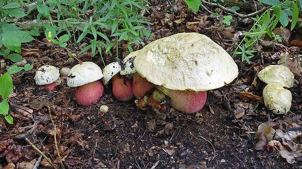 hríb satanský Rubroboletus satanas f. satanas (Lenz) Kuan Zhao & Zhu L. Yang