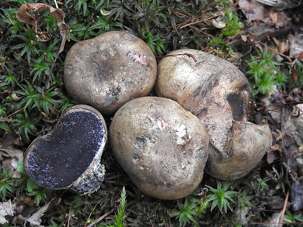 pestrec prášnicovitý Scleroderma areolatum Ehrenb.