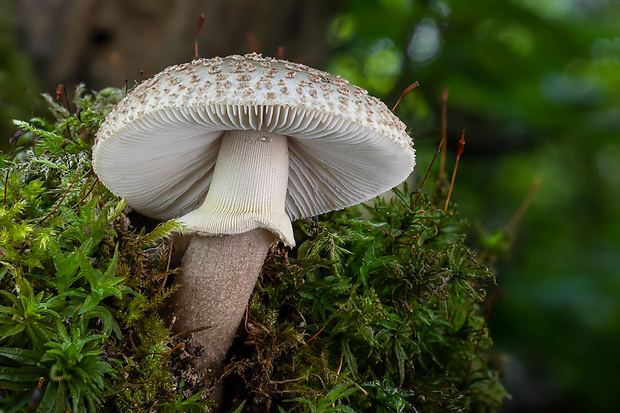 muchotrávka červenkastá Amanita rubescens Pers.