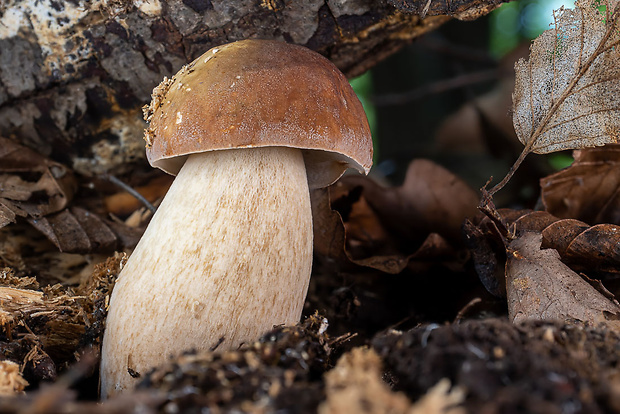 hríb dubový Boletus reticulatus Schaeff.