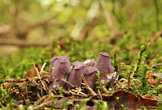 lievikovec kyjakovitý Gomphus clavatus (Pers.) Gray