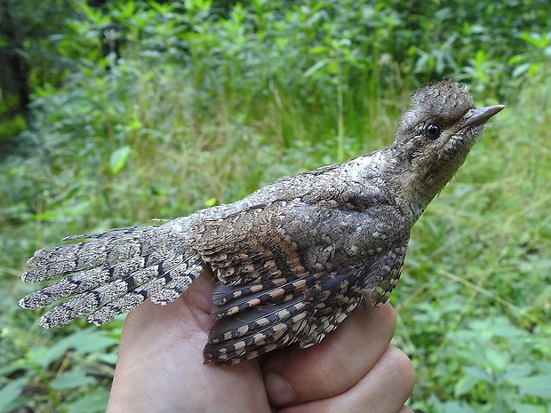 krutihlav obecný Jynx torquilla