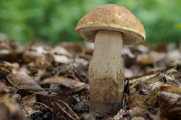 kozák hrabový Leccinum pseudoscabrum (Kallenb.) Šutara