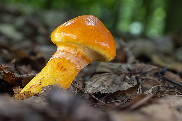 masliak smrekovcový Suillus grevillei (Klotzsch) Singer