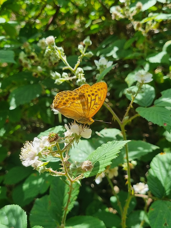 perlovec striebristopásy