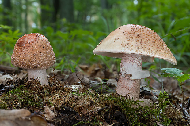 muchotrávka červenkastá Amanita rubescens Pers.