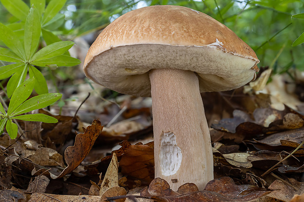 hríb dubový Boletus reticulatus Schaeff.