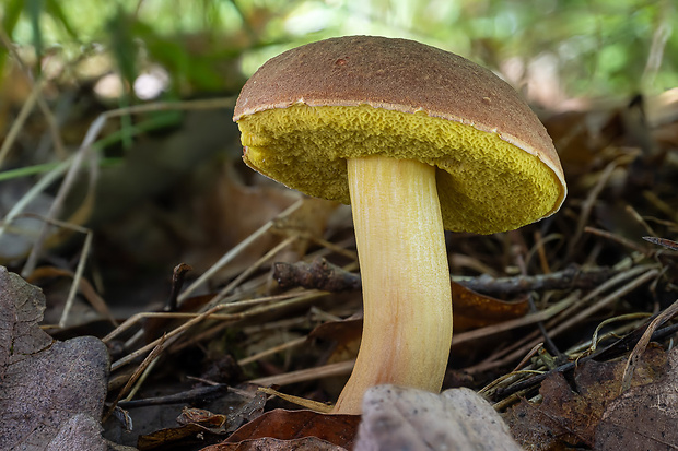 suchohríb plstnatý Boletus subtomentosus L.