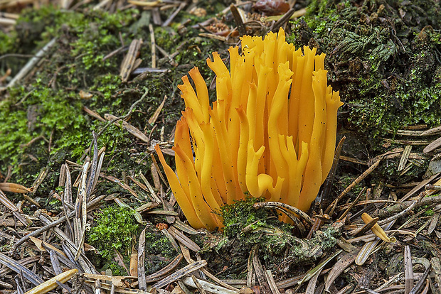 parôžkovec lepkavý Calocera viscosa (Pers.) Fr.