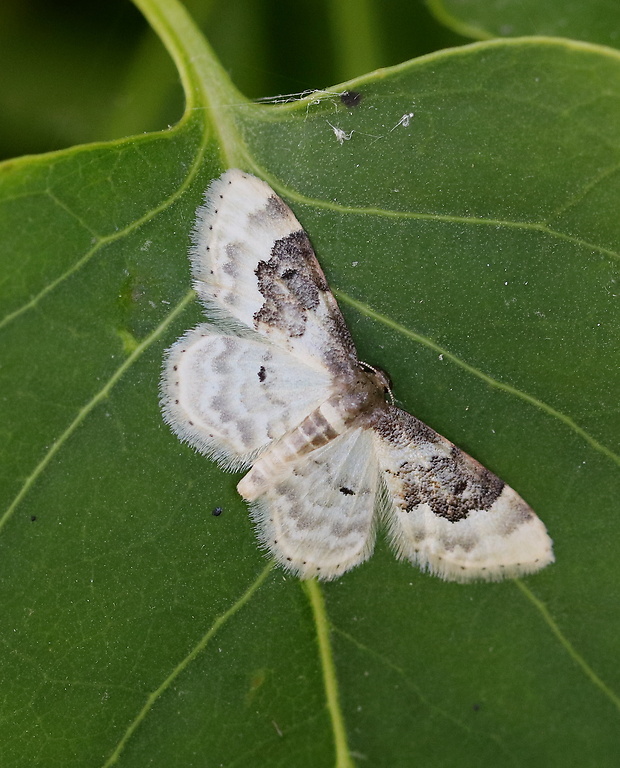 piadica poľná Idaea rusticata