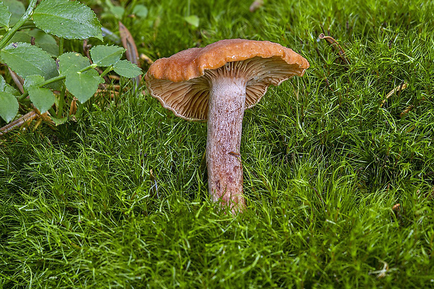 rýdzik Lactarius sp.