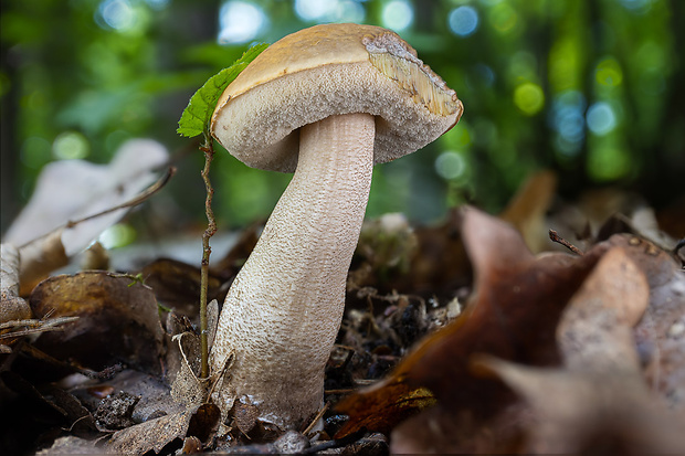 kozák hrabový Leccinum pseudoscabrum (Kallenb.) Šutara