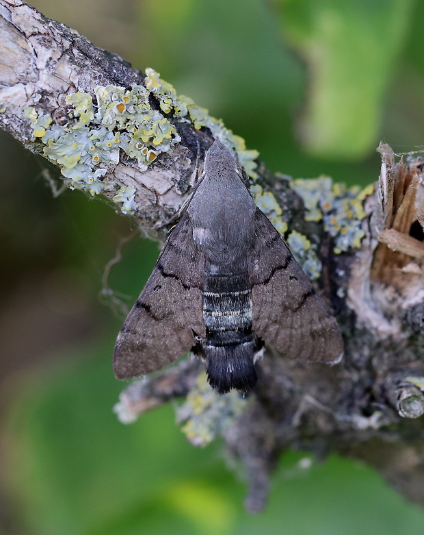 lišaj marinkový Macroglossum stellatarum