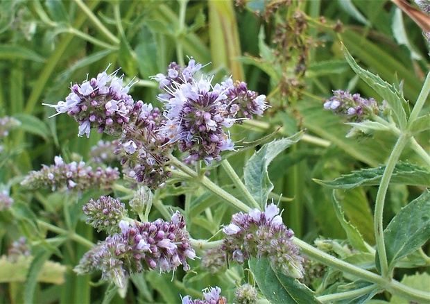 mäta dlholistá Mentha longifolia (L.) L.