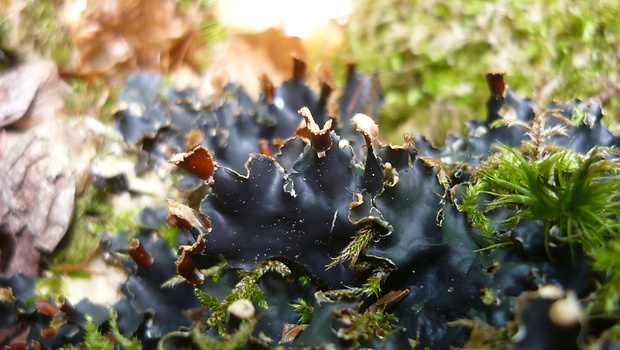 štítnatec Peltigera hymenina (Ach.) Delise