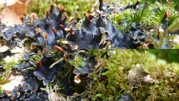 štítnatec Peltigera hymenina (Ach.) Delise