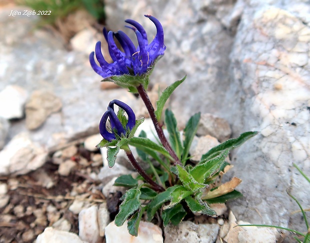 zerva Phyteuma sieberi Spreng.