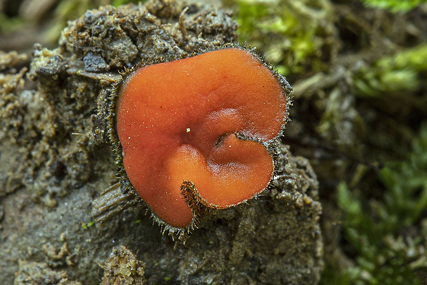 štítovnička Scutellinia sp.