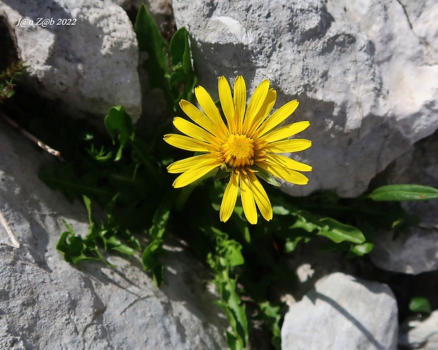 púpava Taraxacum sect. Alpina Haglund