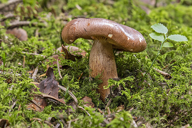 čírovka Tricholoma pseudonictitans Bon