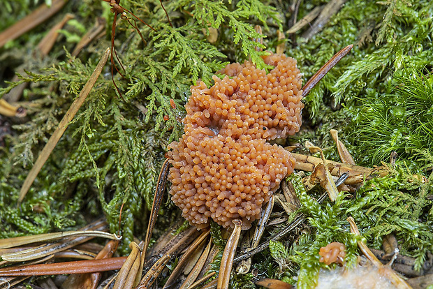 jahodník sasankovitý Tubifera ferruginosa (Batsch) J.F. Gmel.