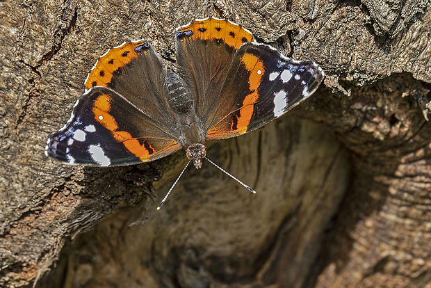 babôčka admirálska Vanessa atalanta