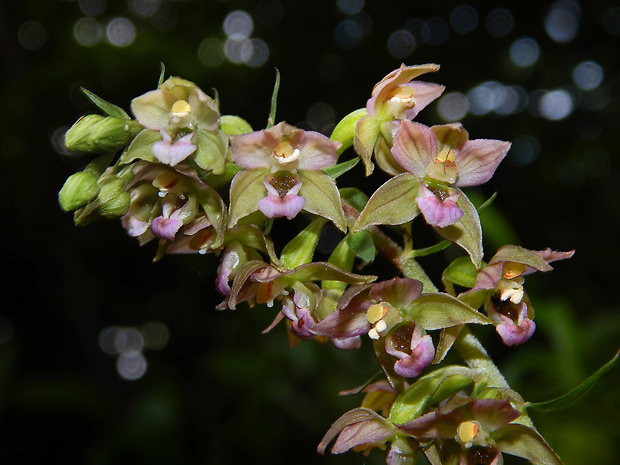 kruštík širokolistý pravý Epipactis helleborine subsp. helleborine (L.) Crantz