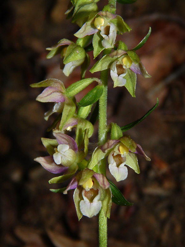 kruštík širokolistý pravý Epipactis helleborine subsp. helleborine (L.) Crantz